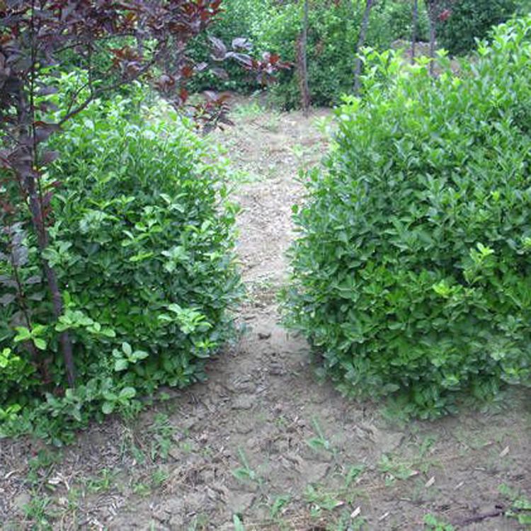 基地直销 供应扶芳藤 扶芳藤球 攀缘植物 绿化绿篱 园林绿化工程 欢迎