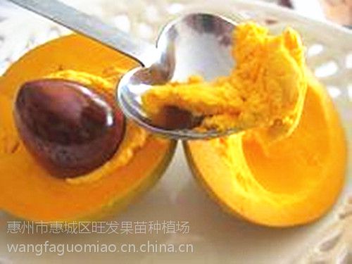 发树苗果大沙滩别墅果蛋黄可别墅地栽树苗种鸡蛋海南私人盆栽图片