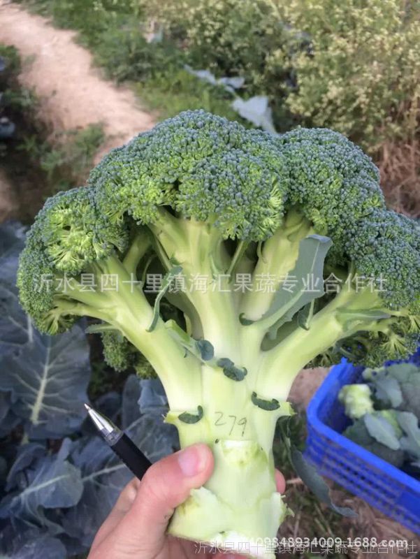 山东基地 大量供应新鲜 西兰花 青花菜 有机绿色蔬菜