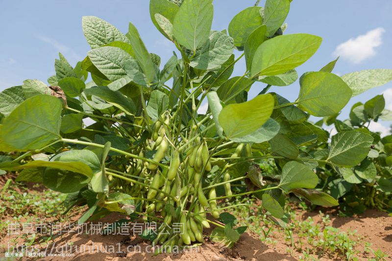 全自动毛豆摘荚机 农用大型摘豆机 豆角采摘机