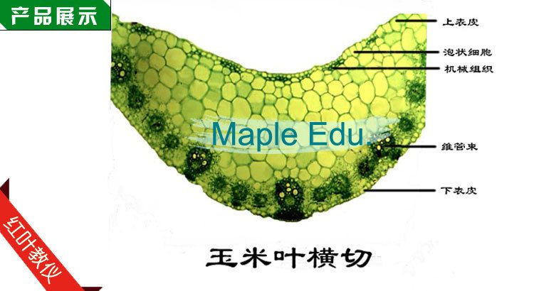 单子叶植物茎横切 草本植物茎 玉米茎横切 生物切片标本