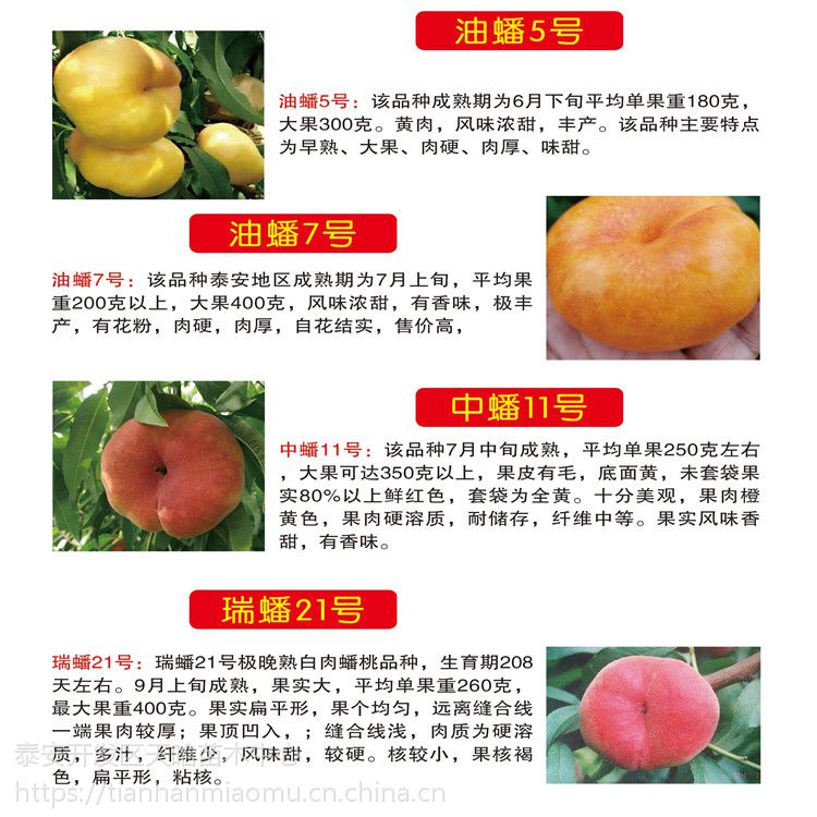 中油21号油桃简介 中油20油桃怎么样