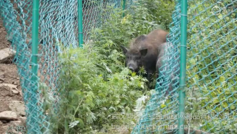 十堰圈山养猪钢丝围栏网养猪就用勾花网防撞耐劳山林放养野猪铁拦网