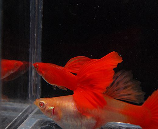 全红白子孔雀鱼 血红台系水族观赏热带鱼 大背大尾精品活体批发