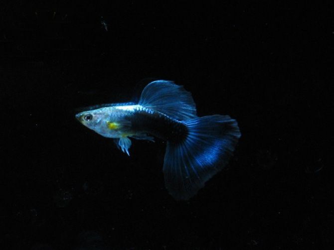 金属蓝尾礼服孔雀鱼 观赏热带鱼 宠物小型活体鱼 台系水族精品