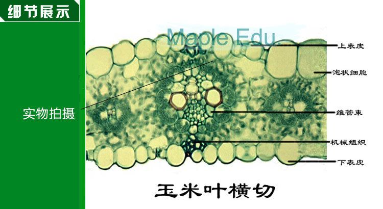 单子叶植物茎横切 草本植物茎 玉米茎横切 生物切片标本