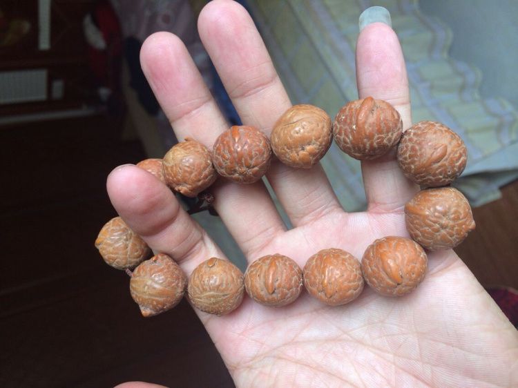 罕见超大尼泊尔带角凤眼长角凤眼天使凤眼18-20mm凤中凤眼菩提子