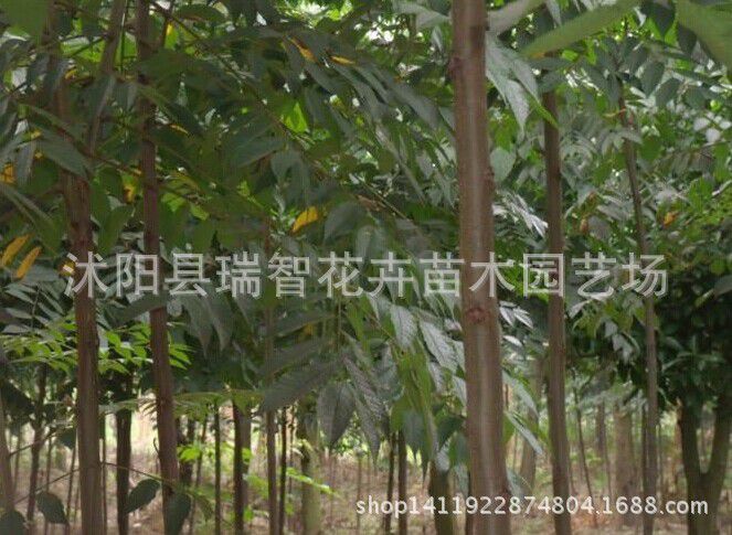 工程绿化苗木 栾树苗 栾树树苗 黄山栾苗 北京栾苗 绿化行道树木