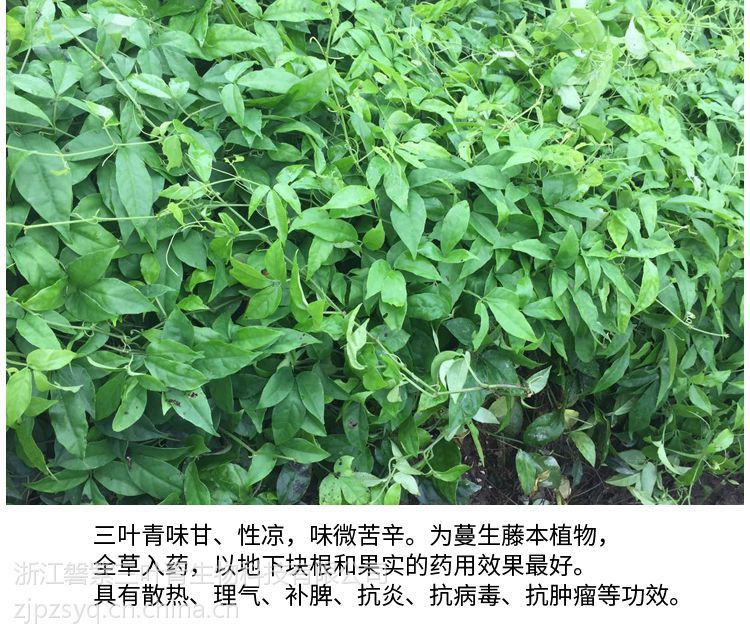 浙江野生紫藤三叶青种苗