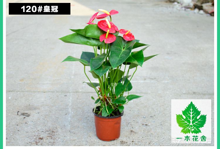 基地直销批发红掌观花盆栽花烛植物四季开花室内空气净化花卉绿植