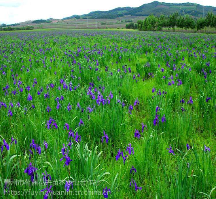 山东马兰花报价杯苗种子马兰花花海设计基地一手供应