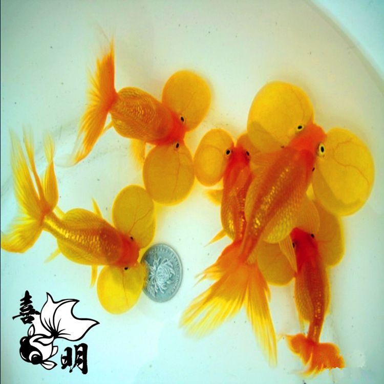 2016年观赏鱼金鱼水花苗种批发预订