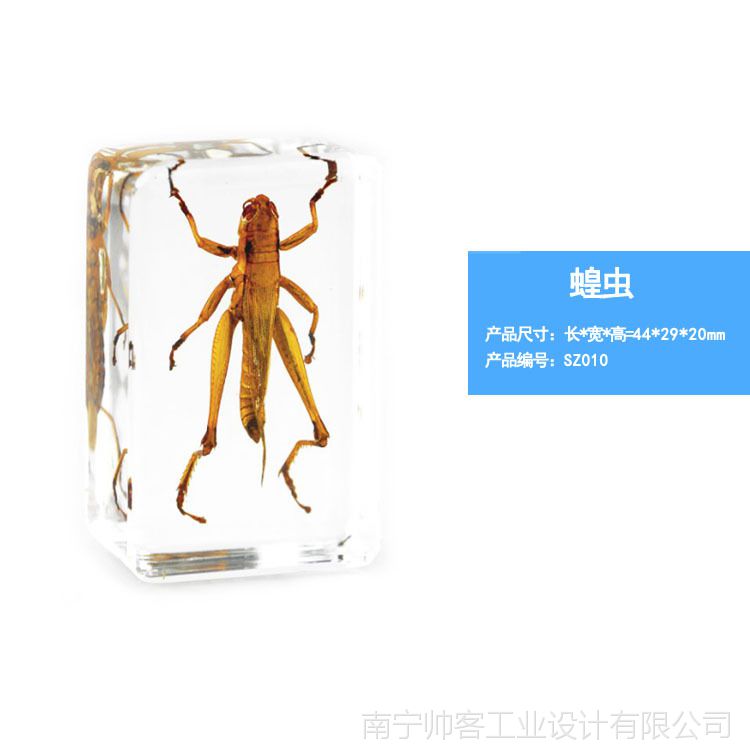 精美昆虫琥珀书镇 创意礼品透明树脂工艺品人工琥珀昆虫标本包埋