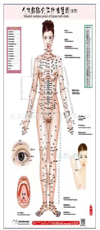 人体经络穴位标准挂图(女性)(1套3张挂图)中医养生 中医保健