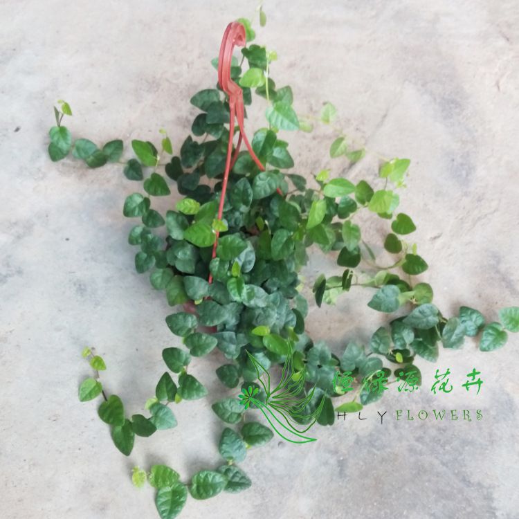 批发微景观垂吊植物四季常绿小盆栽 喜光耐阴(八角盆)青叶霹雳