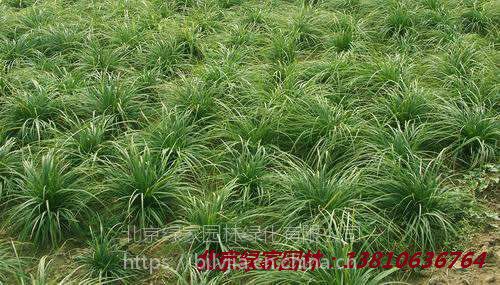 崂峪苔草涝峪苔草批发崂峪苔草种子崂峪苔草营养杯苗