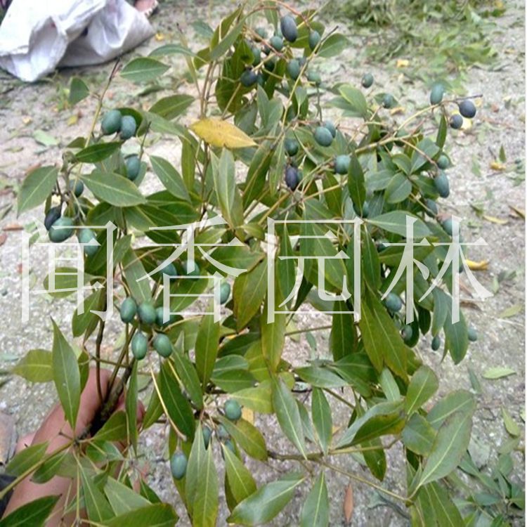 产地金丝楠木树种子当年采摘桢楠籽已经上市种粒饱满包发芽