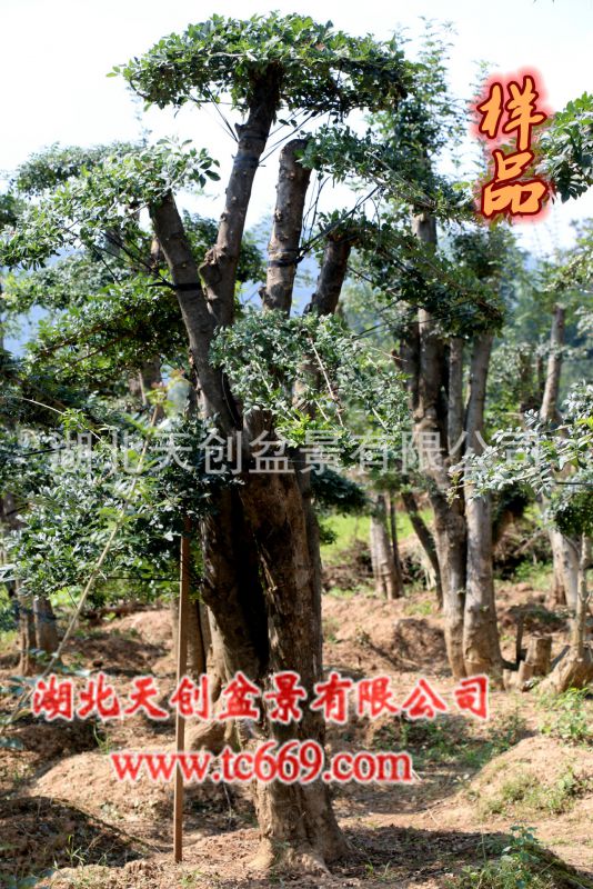 对节白蜡熟桩,对节白蜡成活树,多杆对节白蜡1