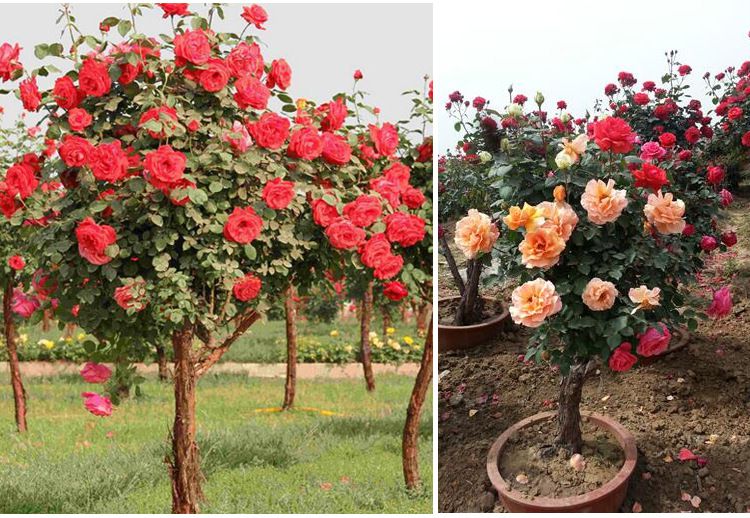 大量供应 2公分玫瑰树月季种苗 树状玫瑰树种苗 批发有售