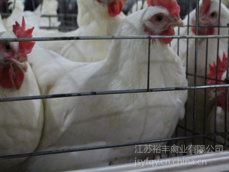 供应河南蛋鸡苗,河南青年鸡,河南海兰褐蛋鸡苗选择江苏裕丰禽业有限
