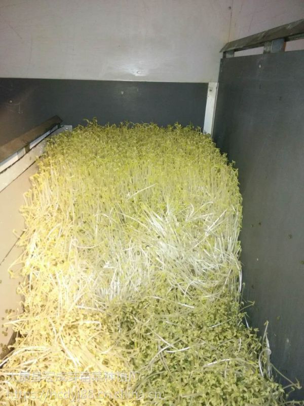 上饶宏成牌全自动豆芽机厂家直销