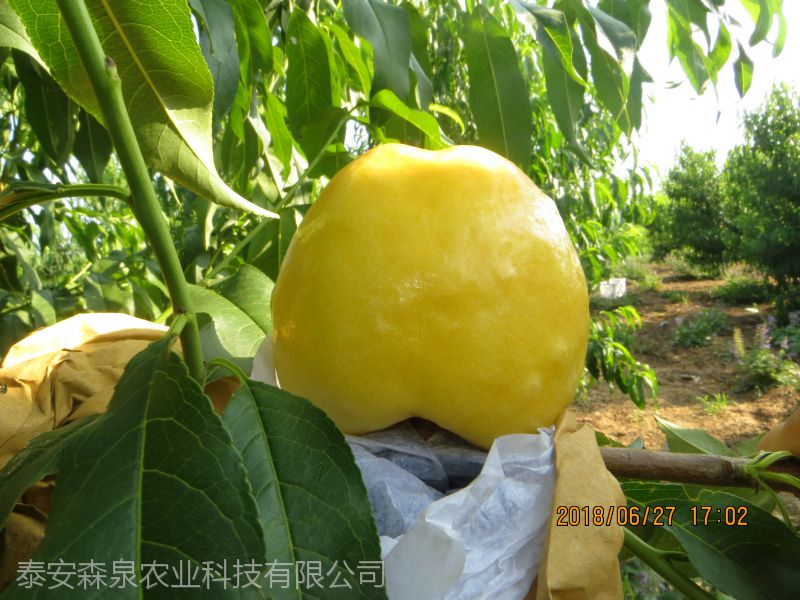 早熟黄肉大果型中油金铭8-44油桃树苗价格