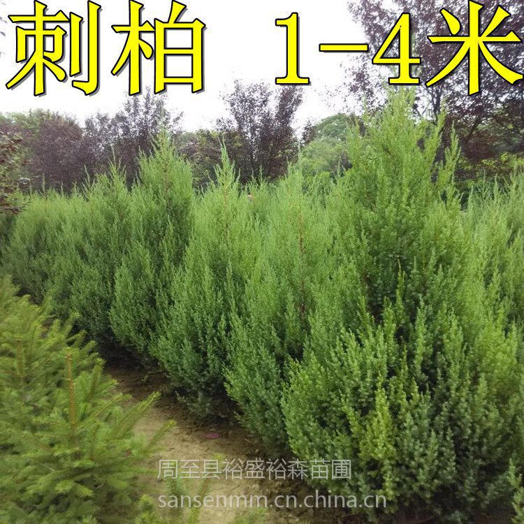 刺柏树苗供应商 西安周至裕森苗圃 品种齐全 苗圃现挖 成活率高