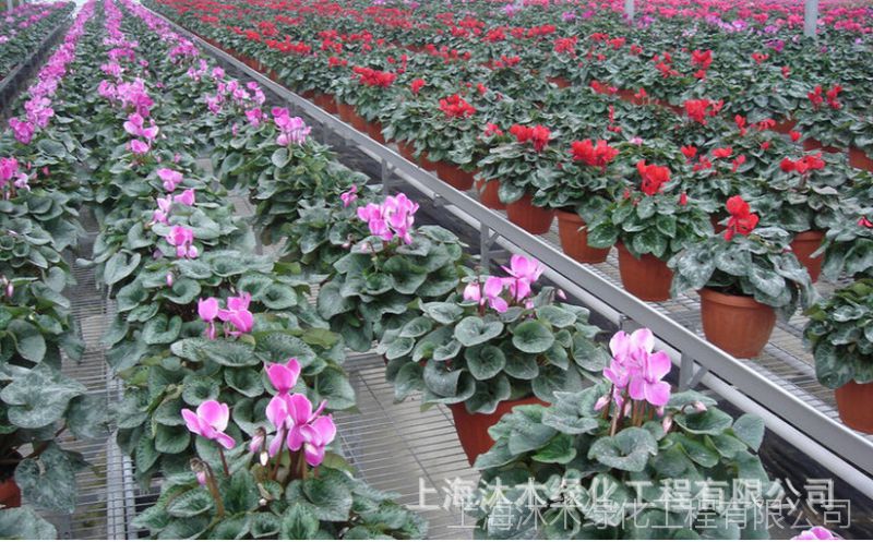 上海植物租赁仙客来种球包邮盆栽 仙客来大苗带花年宵