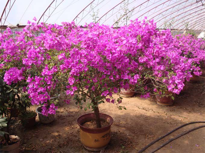 室内庭院植物 藤本攀岩三角梅 盆栽紫色三角梅 黄衣三角梅花苗