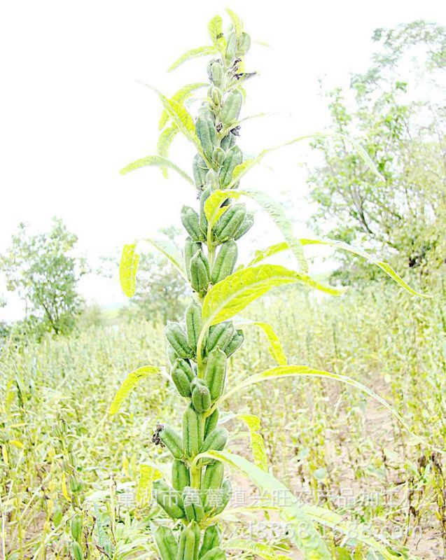 【芝麻***】优质水洗脱皮芝麻仁,无杂质水分少,量大从优