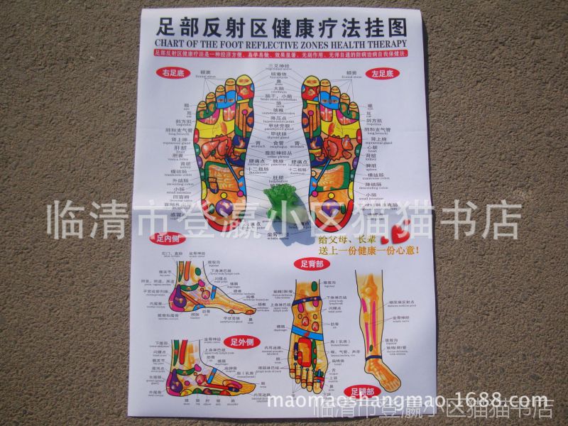 正版 足部反射区 挂图 足部经络穴位图 足底 腿部按摩图 足疗图