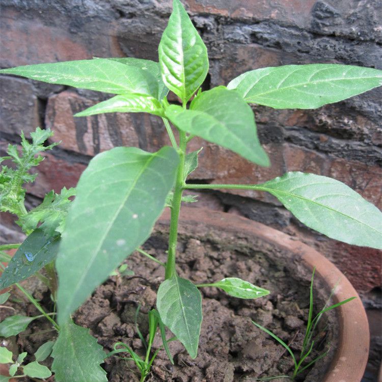 春播蔬菜秧苗 阳台种菜 盆栽辣椒 青椒 尖椒 辣椒灯笼椒苗