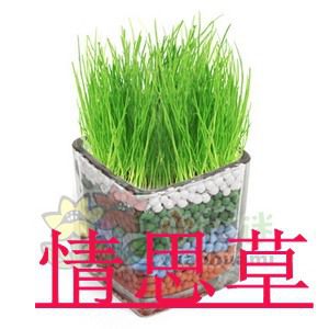 陶碳球负离子种子 二次种植必备 心形草桌面无土栽培 盆景盆栽