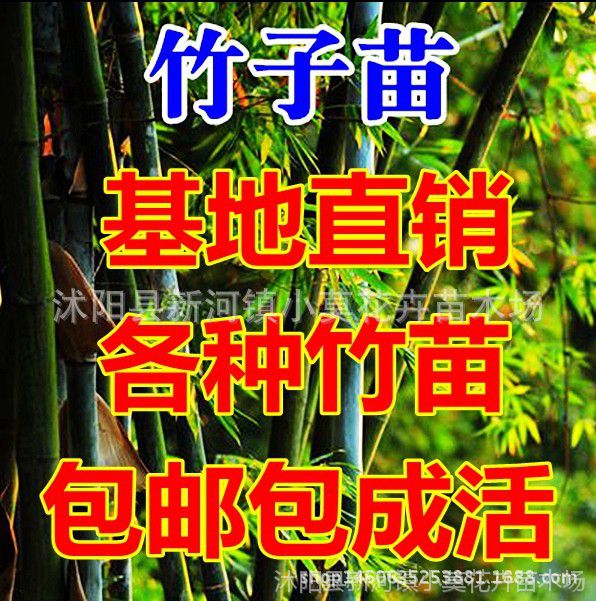 竹子苗紫竹苗金镶玉竹苗青竹苗罗汉竹苗庭院盆栽绿化观赏植物