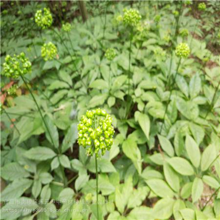 商丘夏邑野三七怎么种植 竹节参基地批发采购 竹节参种植经验