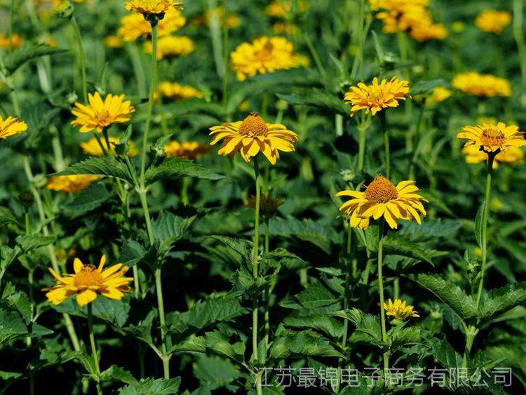 日光菊种子赛菊芋园林景观花卉园艺绿植庭院盆栽花种子春秋播耐寒