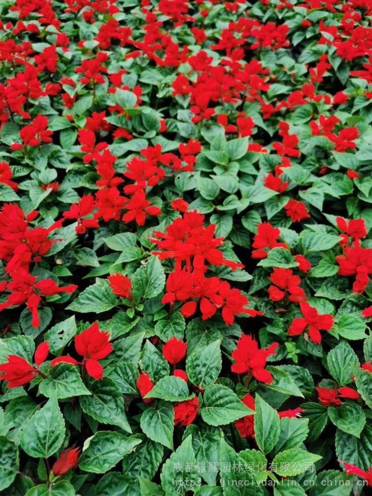 一串红草花基地现货,青叶红花一串红,时令草花基地