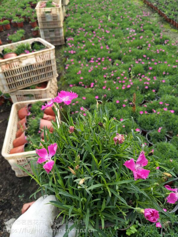 青州草花基地,花卉价格,青州草花合作社基地