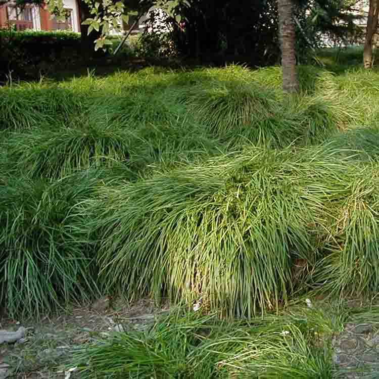 矮麦冬草玉龙工程绿化地被植物正宗日本矮麦冬草金边麦冬