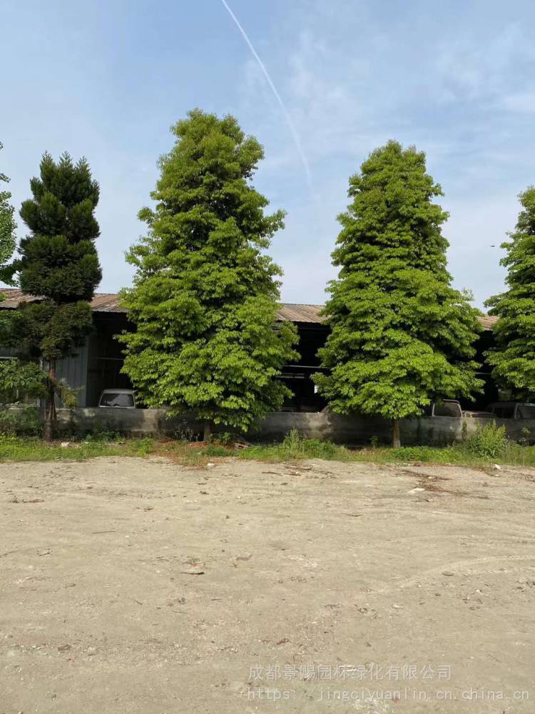 【成都小叶桢楠15-20公分的熟货精品好树形还有300棵