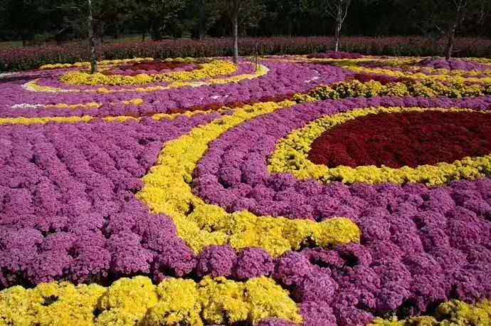 乒乓球菊 千头菊 造型菊花 紫国庆菊花盆栽 黄色国庆菊基地*** 国庆