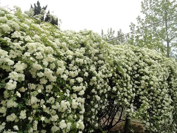 成都批发白木香苗 黄木香苗 大小规格木香树苗 木香花基地 木香苗