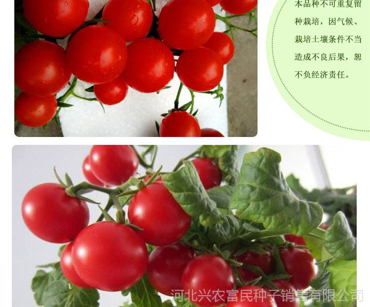 鑫特矮秧红珍珠矮生盆栽番茄种子批发四季播 西红柿籽 小樱桃番茄