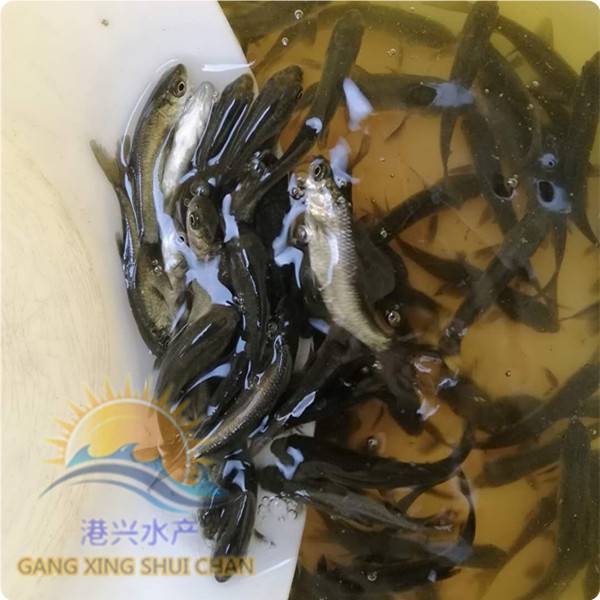 螺丝青鱼苗,青鱼苗活体求购 - 清远市清