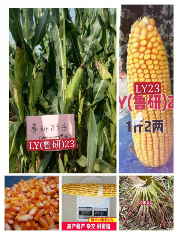 优质高产玉米杂交种