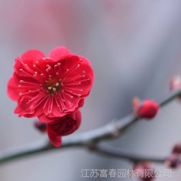 朱砂梅 盆栽地栽苗乌梅 耐寒花卉观花植物室内浓香型 梅花苗直销