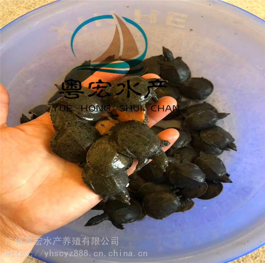 放生有机甲鱼苗 王八中华鳖 水鱼苗 团鱼苗 甲鱼苗 鳖苗 欢迎订购