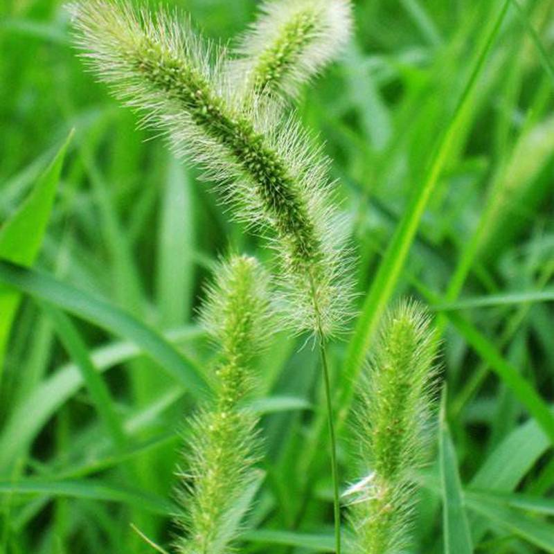 批发零售狗尾草花卉种子 狗尾草观赏性好 景观花籽发芽率高