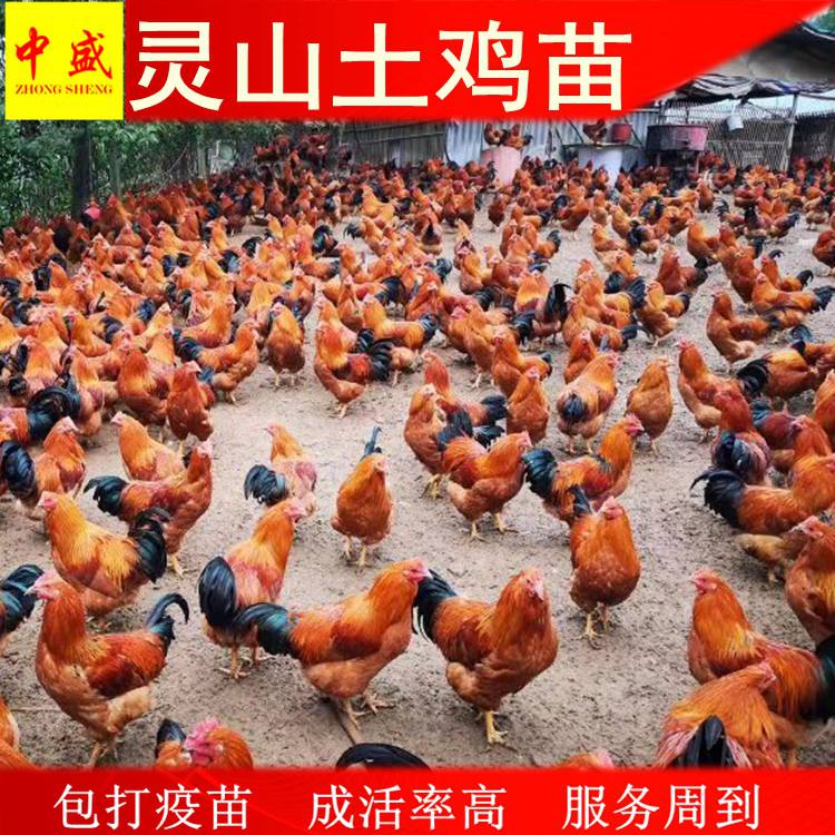 2020年广西灵山土鸡苗价格-红玉土鸡苗批发包邮-三黄鸡土鸡苗批发市场