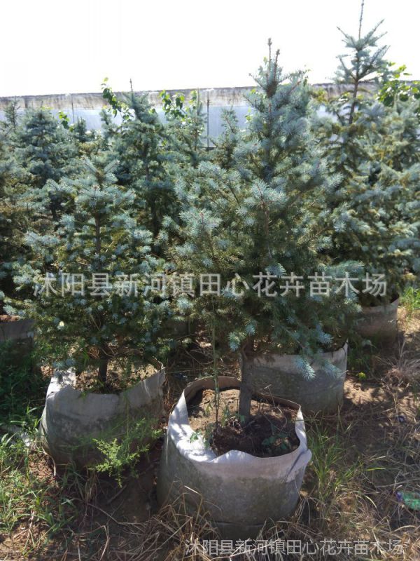 科罗拉多蓝云杉 美国蓝杉 抗严寒 可耐零下50度 ***彩叶树种